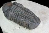 Reedops Trilobite - Atchana, Morocco #69612-3